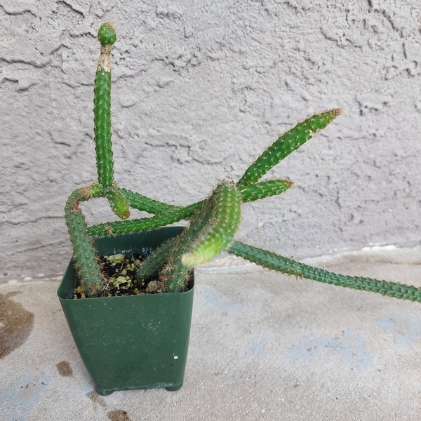 Disocactus Flagelliformis, Aporocactus, Rat tail, Rattail cactus, Red Flower. 3"pot