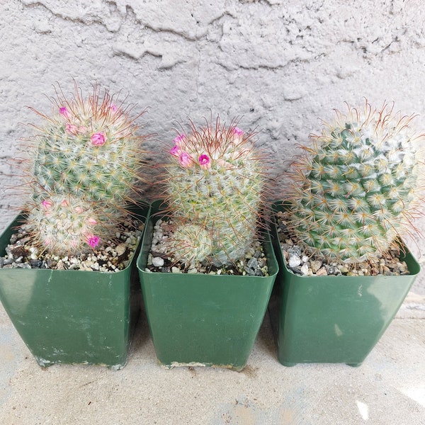 Mammillaria Bombycina, Not Perezdelarosae, Cactus. 3"pot