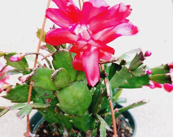 Christmas Cactus Plant, Schlumbergera, Holiday Cactus Christmas, Cactus Thanksgiving Cactus. 6"pot