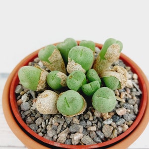 Conophytum Truncatum Subglobosum. 2 pot. 1113 image 3