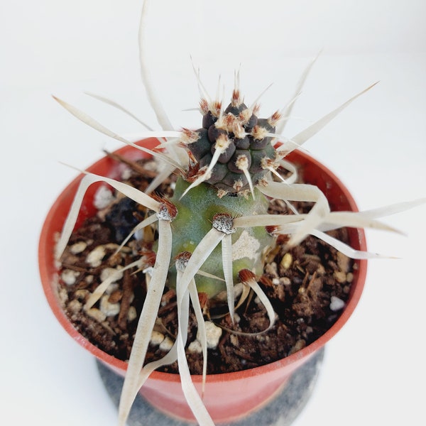 Tephrocactus articulatus var. papyracanthus, Opuntia glomerata, Paper Spine Cactus, Paper Spine Cholla Cactus. 4" pot (#1550)