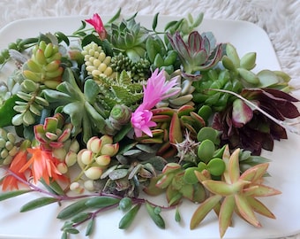 40 Assorted Succulents cutting, cactus.