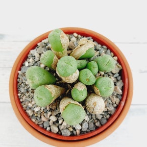 Conophytum Truncatum Subglobosum. 2 pot. 1113 image 2