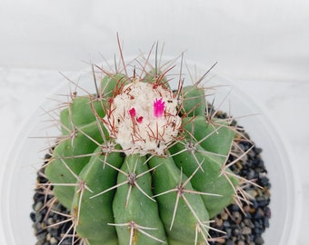 Melocactus Caesius, Melon Cactus, Turk’s Cap, Gray Melon-cactus, 9" pot.       (#1367)