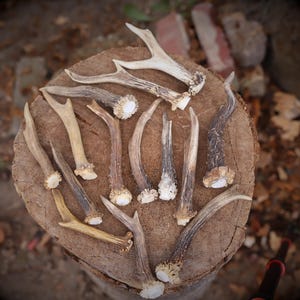 Peut inclure: Une collection de bois de cerf de différentes tailles et formes, disposés sur une souche d'arbre en bois vieilli. Les bois présentent des couleurs naturelles allant du beige clair au brun foncé, avec des surfaces texturées et des motifs de ramification uniques.
