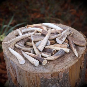 Peut inclure: Un ensemble de bois de cerf de différentes tailles et nuances de brun et de blanc, posés sur une souche d'arbre en bois vieilli. Les bois présentent des textures naturelles et sont parfaits pour la décoration rustique.