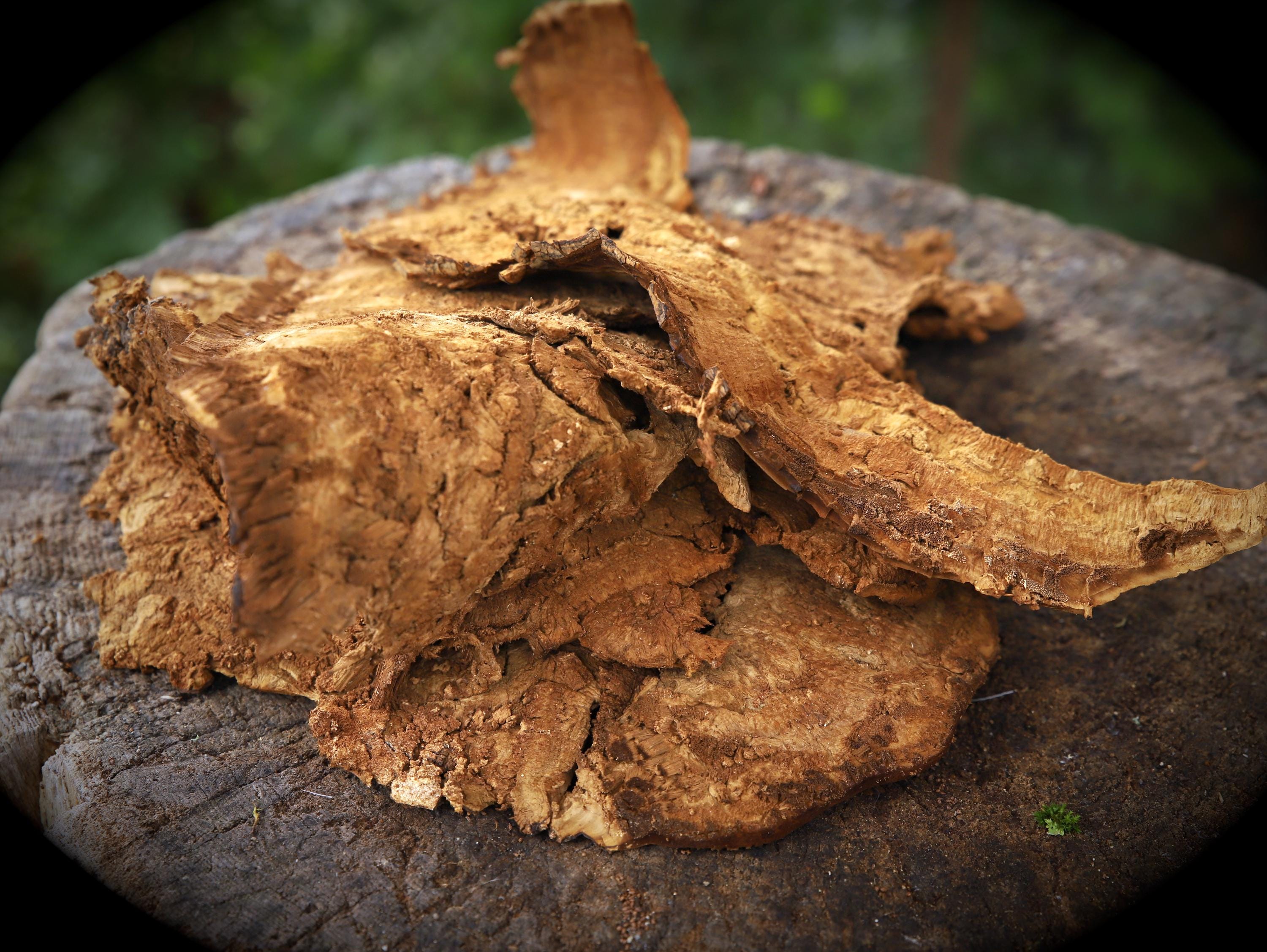 Amadou Tinder Sponge: Bushcraft Fire Starter (10g) - Etsy