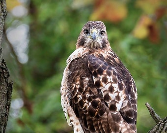 Photo of Red-Tailed Hawk Eyeing You for Dinner