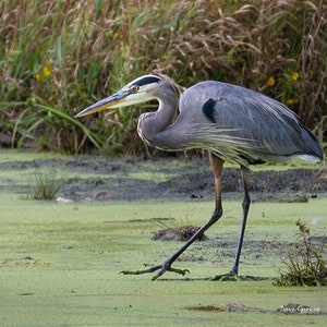 Photo of Great Blue Heron on the Hunt