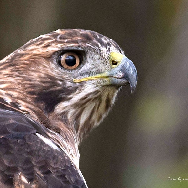 Photo of Red Tailed Hawk, Looking for Dinner