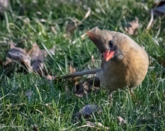 Photo of Curious Female Cardinal, 8 x 10"