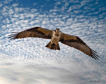 Photo of Osprey in Flight