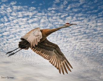 Sandhill Crane in Flight photo