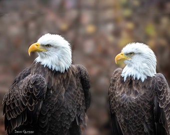 Bald Eagle Pair – Focused and Fierce