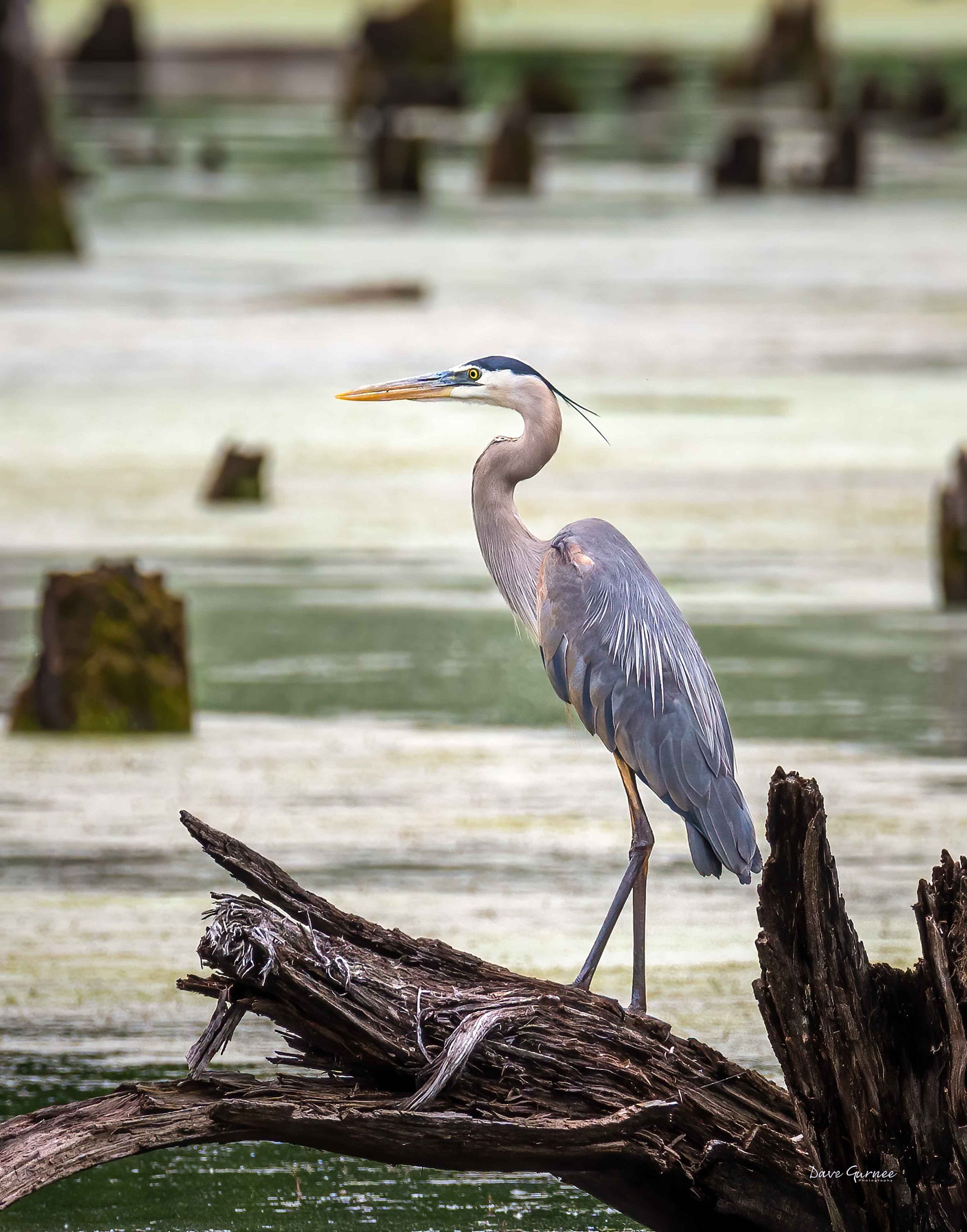 Photo Great Blue Heron in the Wetlands