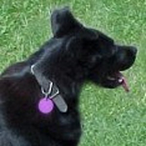 May include: A black dog with a purple tag on its collar is lying on green grass.