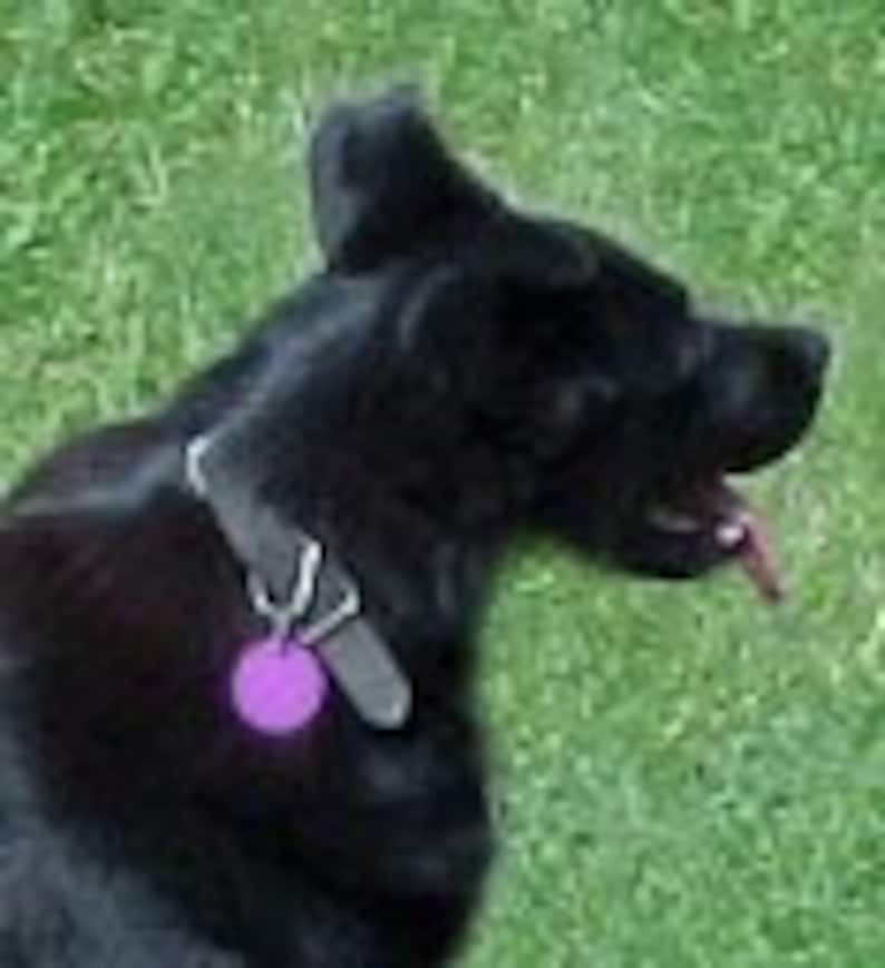 May include: A black dog with a purple tag on its collar is lying on green grass.