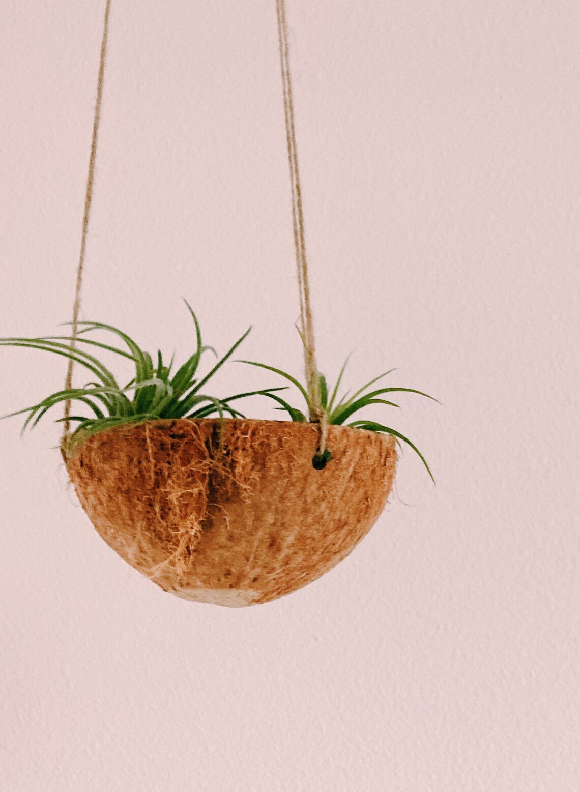 Coconut Shell Hanging Planters Coconut Planters Upcycled Etsy