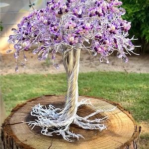 Jacaranda Tree with purple flowers.