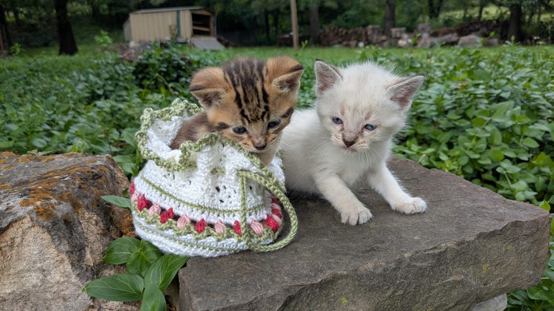 May include: Two kittens, one brown tabby and one white, sit on a stone surface. The tabby kitten is in a white crocheted bag with green and red floral accents. The white kitten is next to the bag, with a green background.