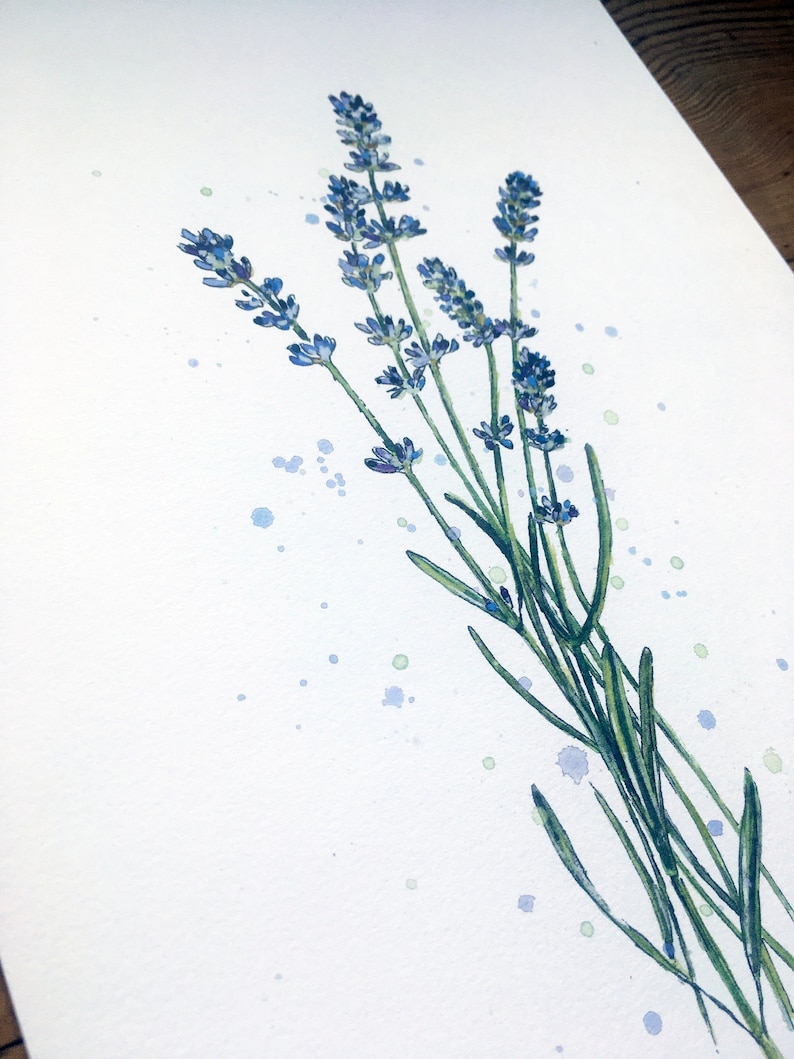 K&ouml;nnte beinhalten: Ein Aquarellbild von Lavendelbl&uuml;ten mit gr&uuml;nen Stielen und blauen und gr&uuml;nen Aquarellspritzer auf wei&szlig;em Hintergrund.