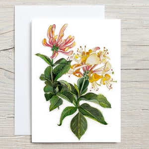 Carte de chèvrefeuille, carte de voeux d'illustration botanique de chèvrefeuille, carte vierge de peinture florale en bois de chèvrefeuille