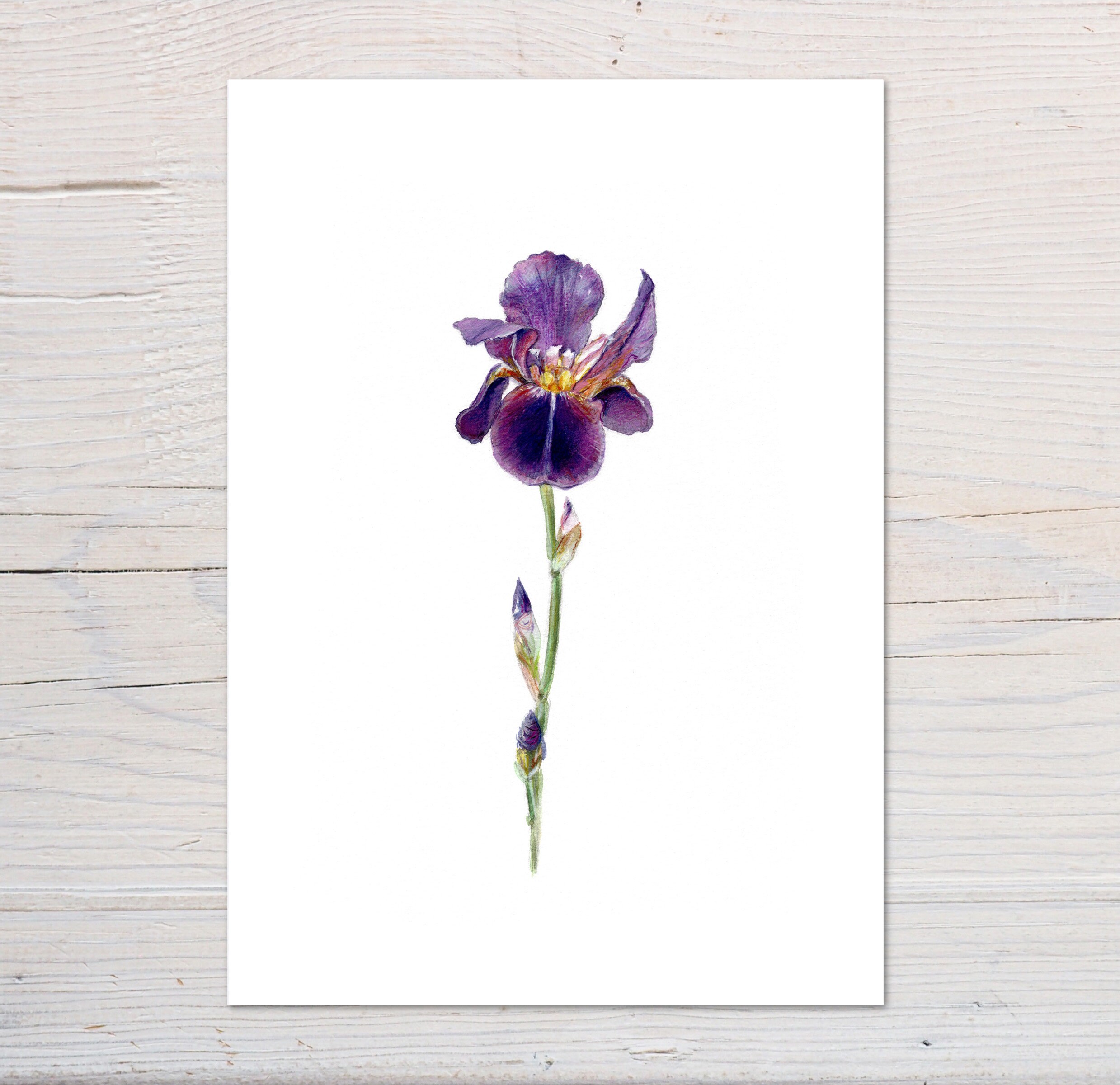 Purple Iris Art Print, Botanical Flower Painting, Watercolour Flowers ...