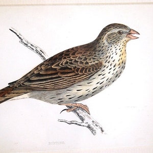 Antique Bird Print Bunting by Alexander Francis Lydon 1888 Mounted Ha