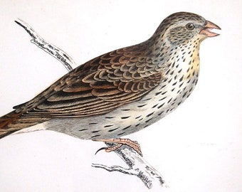 Antique Bird Print Bunting by Alexander Francis Lydon 1888 Mounted Ha