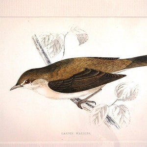 Original Antique Bird Print Garden Warbler by Alexander Francis Lydon 1888 Mounted Hand Coloured from England UK