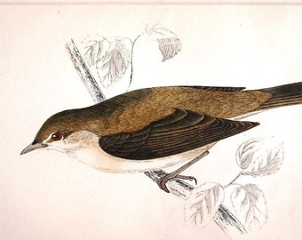 Original Antique Bird Print Garden Warbler by Alexander Francis Lydon 1888 Mounted Hand Coloured from England UK