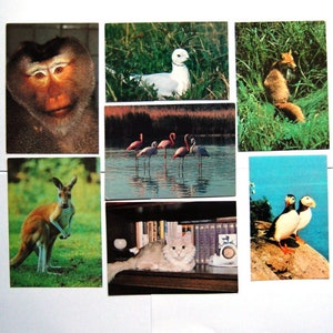 7 cartes postales soviétiques vintage - Oiseaux Animaux Photo Cartes - Singe Cangarou Renard Macareux Flamant Chat Mouette Carte Inutilisée - 1980 - URSS