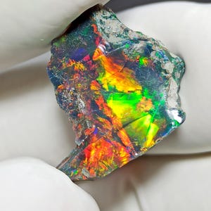 May include: A rough-cut black opal gemstone with vibrant internal colors of red, orange, yellow, and green. The opal is held between two white gloved fingers, showcasing its iridescent play-of-color. The stone has a dark base with a rough, textured surface.