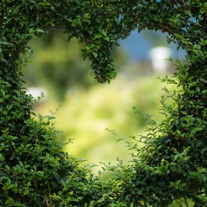 May include: A heart shape formed by green bushes with a blurred green background.