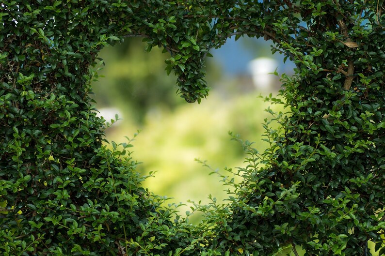 May include: A heart shape formed by green bushes with a blurred green background.