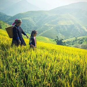 May include: Two people walk through a field of yellow rice plants. The person in the front is carrying a woven basket on their back. The background shows a lush green hillside with terraced rice paddies.