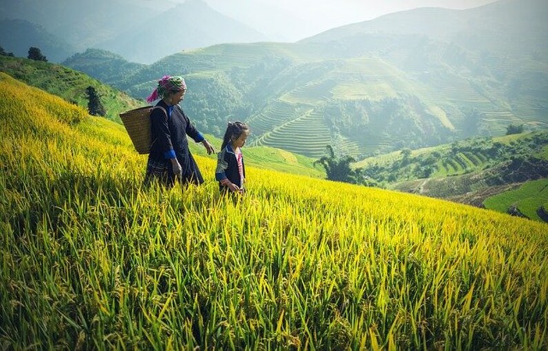 May include: Two people walk through a field of yellow rice plants. The person in the front is carrying a woven basket on their back. The background shows a lush green hillside with terraced rice paddies.
