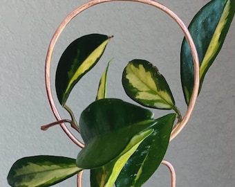 Round Copper Trellis, Trellis for Indoor Plant, Hoya Trellis, Indoor Plant Support, Copper Trellis, Trellis for Indoor Plants, Plant Gift