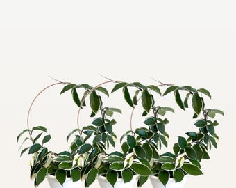 10 Inch Combo Pack Round Endless Copper Trellis for Small Medium Large Plants, Plant Trellis for Indoor Plant, Hoya Trellis, Circle Trellis