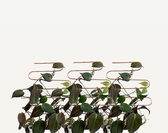 Curvy Copper Plant Trellis Combo, Trellis for Indoor Plants, Hoya Trellis, Plant Stake, Plant Support, Plant Gift