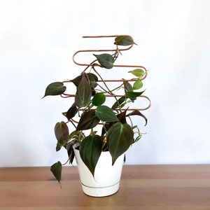 Curvy Copper Plant Trellis, Trellis for Indoor Plants, Hoya Trellis, Plant Stake, Plant Support, Plant Gift