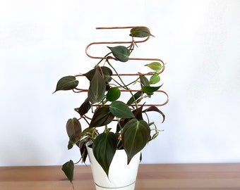 Curvy Copper Plant Trellis, Trellis for Indoor Plants, Hoya Trellis, Plant Stake, Plant Support, Plant Gift