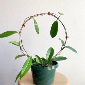 May include: A green potted plant with trailing vines growing up a circular wire frame. The plant is on a wooden stool.