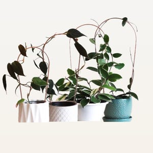 May include: Four potted plants with trailing vines, three in white ceramic pots and one in a teal ceramic pot. The plants are arranged in a row on a white surface.