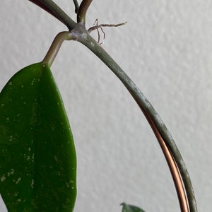 May include: A close-up of a houseplant with variegated green leaves growing on a copper wire trellis. The plant has a light green color with white speckles.