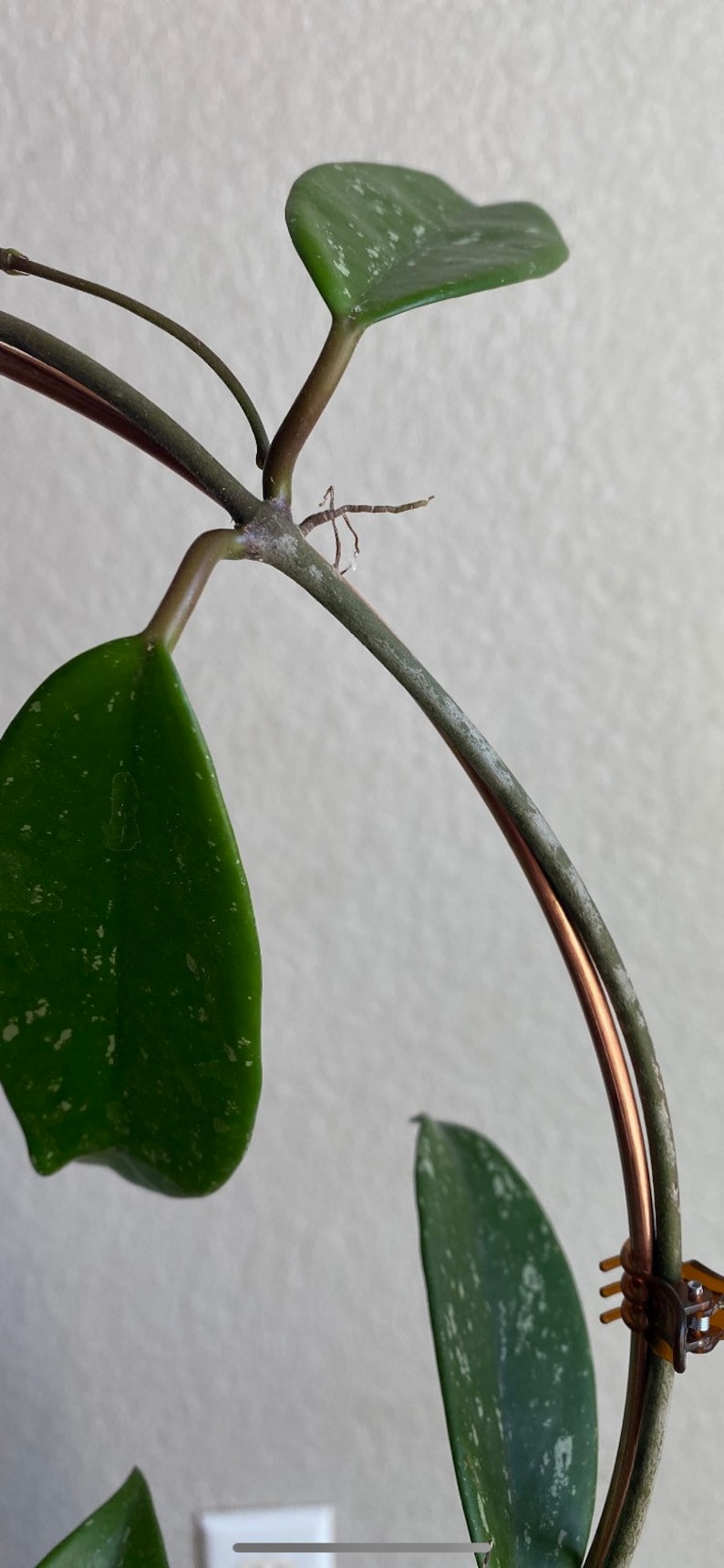 May include: A close-up of a houseplant with variegated green leaves growing on a copper wire trellis. The plant has a light green color with white speckles.