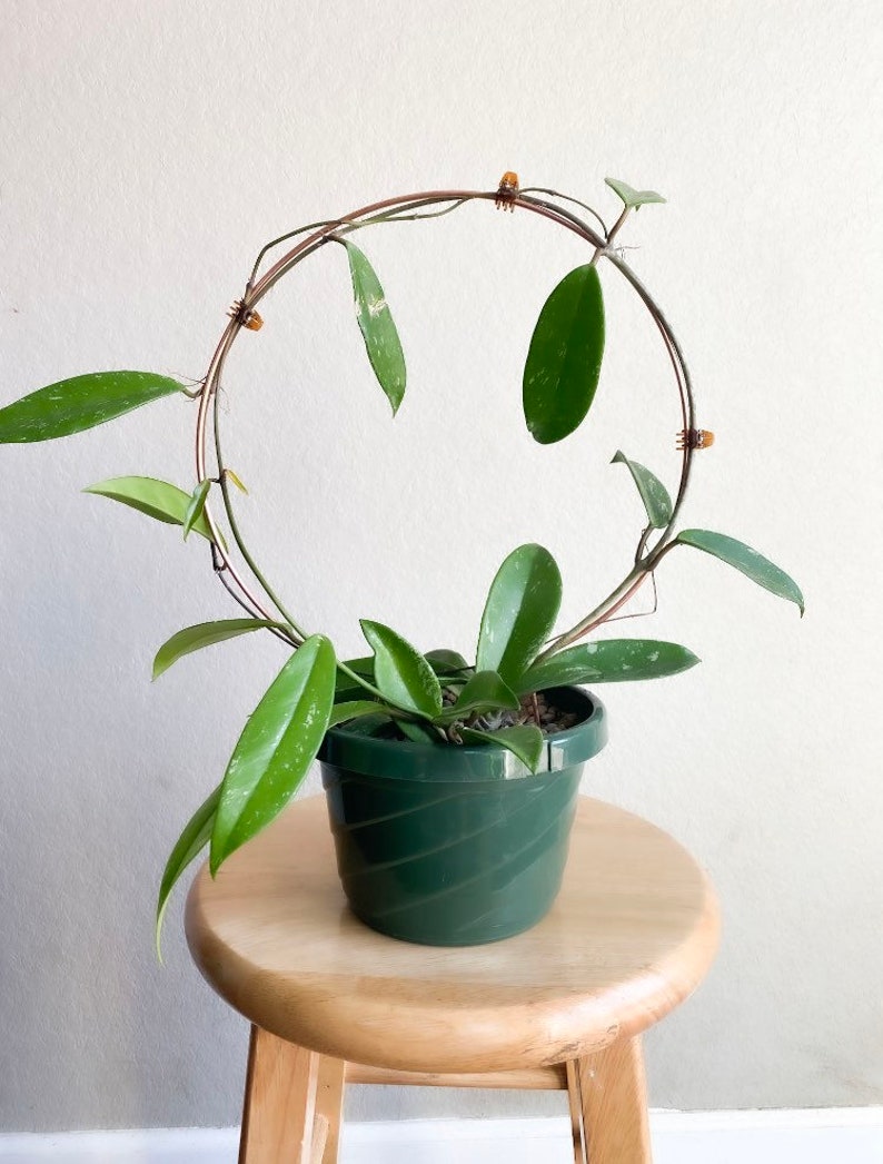 May include: A green potted plant with trailing vines growing up a circular wire frame. The plant is on a wooden stool.