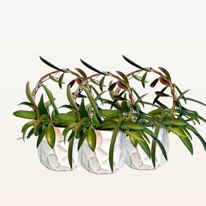 May include: Three potted plants with trailing vines in white geometric planters. The plants have green leaves with brown stems.