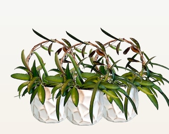 6 Inch Combo Round Endless Copper Trellis for Small Medium Large Plants, Plant Trellis for Indoor Plant, Hoya Trellis, Circle Trellis