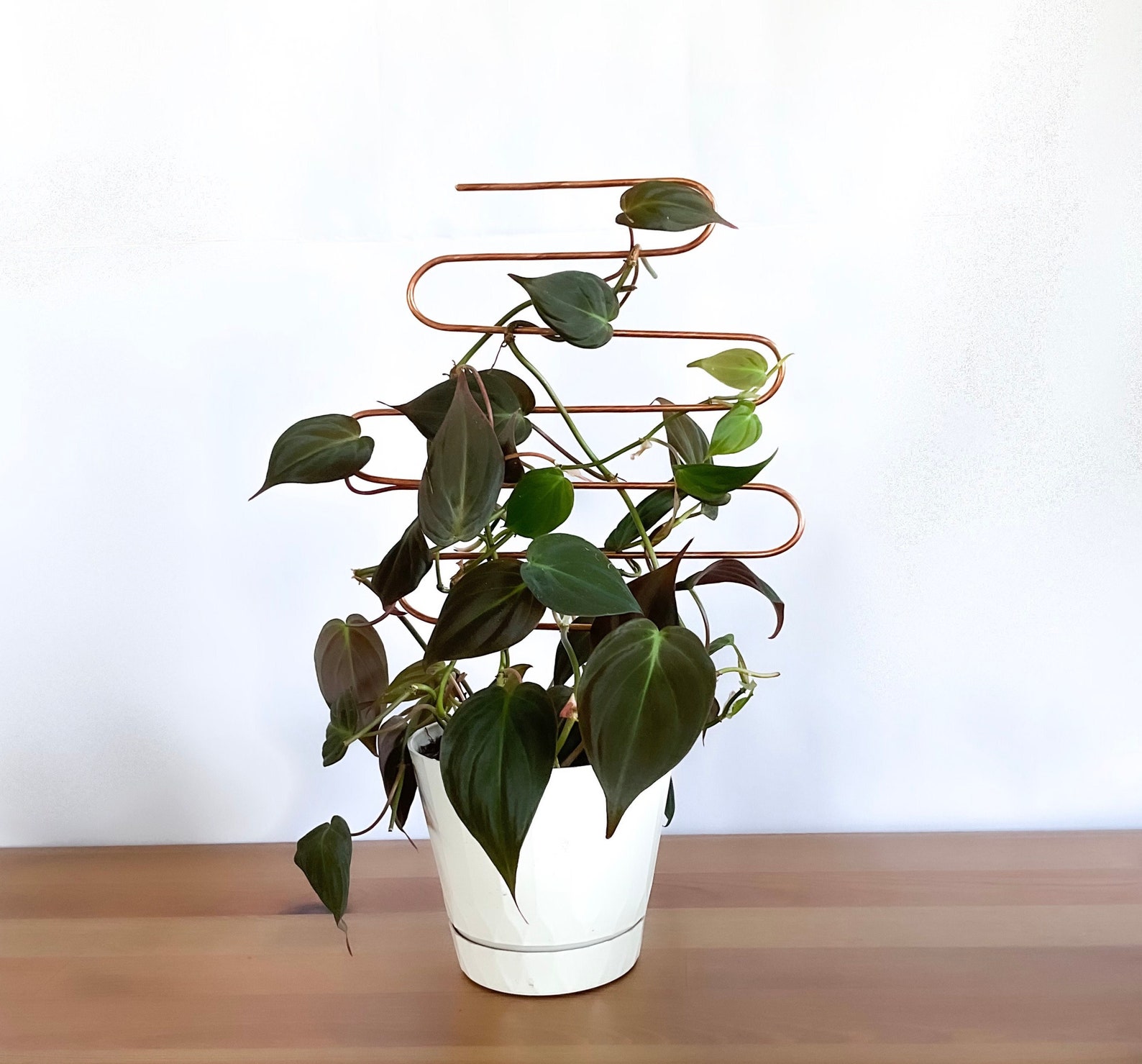 Curvy Copper Plant Trellis Trellis for Indoor Plants Hoya Etsy